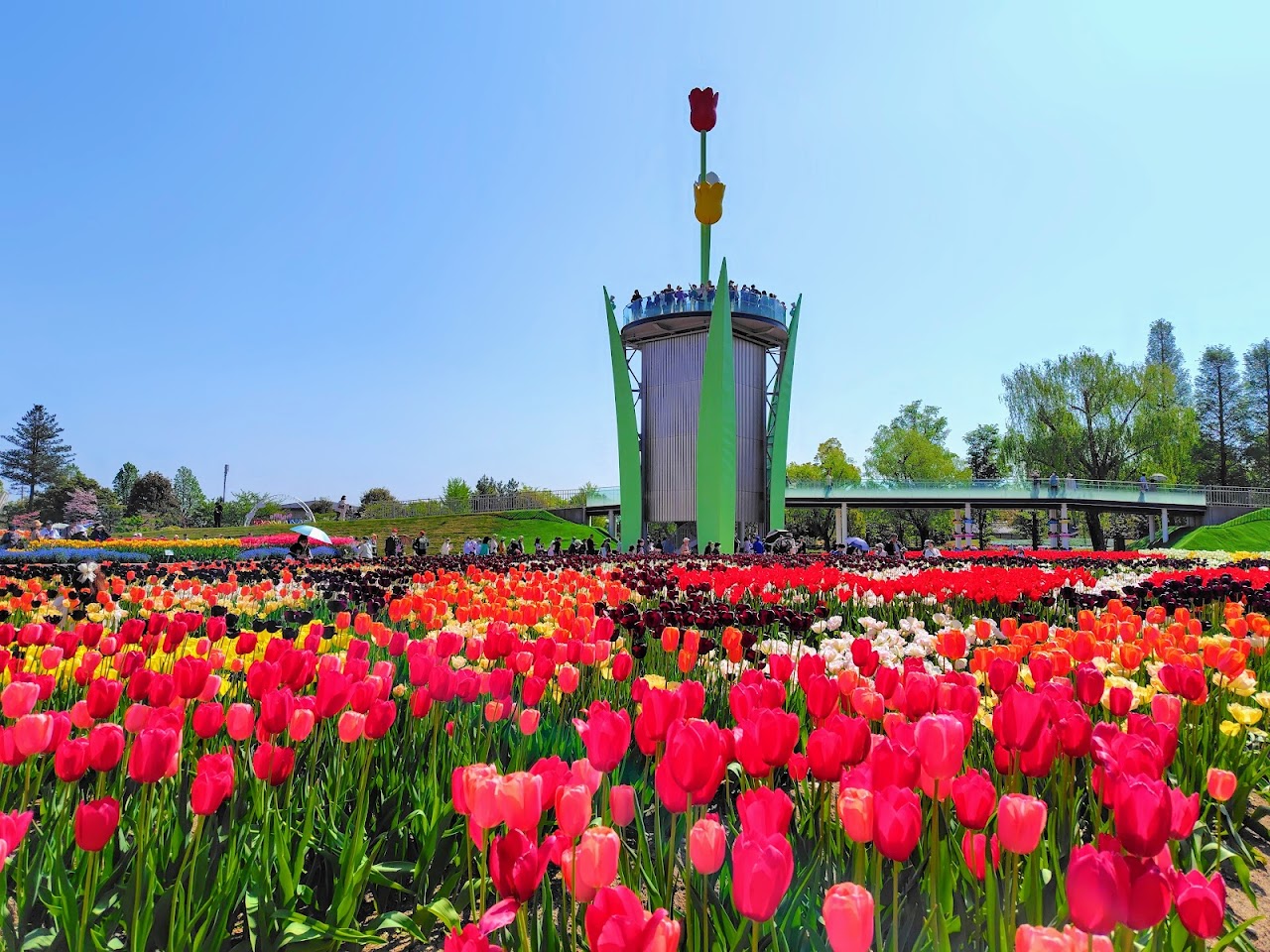 Tonami Tulip Fair 2026 — Toyama Festival Guide | Fest in Japan